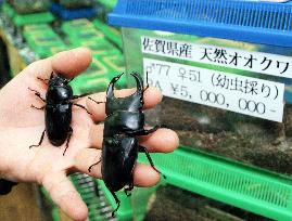 Pair of stag beetles priced at 5 million yen in Tokyo